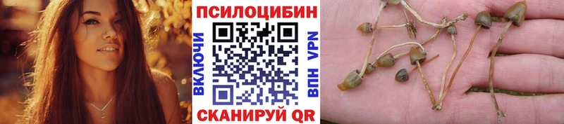 закладка  Щучье  Псилоцибиновые грибы Psilocybe 
